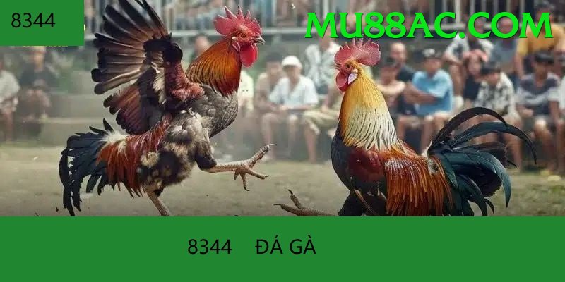 Đá Gà Trực Tiếp - tha88