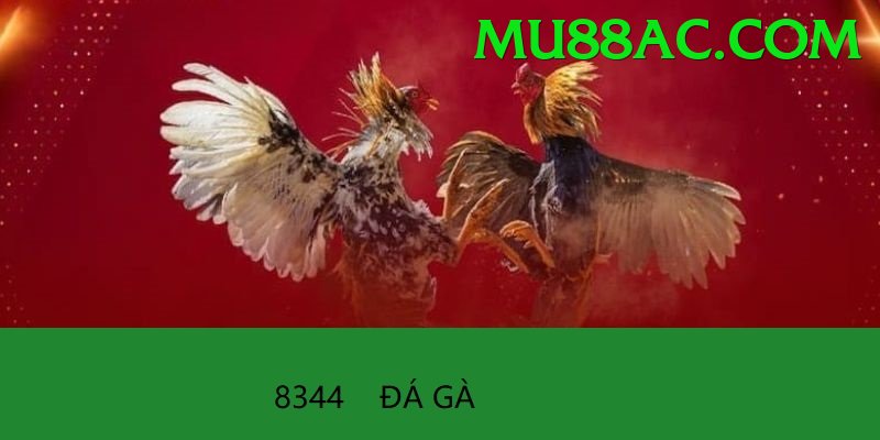 Đá Gà Trực Tiếp - Trải nghiệm tuyệt vời